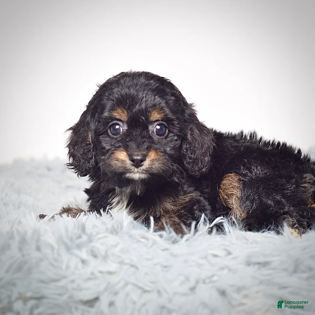 Cavapoo dogs for sale: Ms. Buttons  - Ad 2