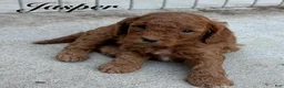 Cavapoo dogs for sale: Jasper - Ad 2