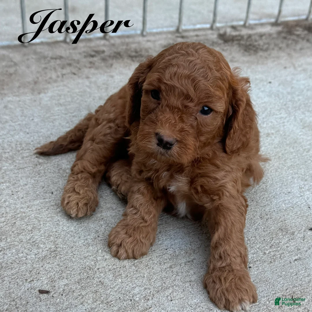 Cavapoo dogs for sale: Jasper - Ad 2