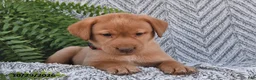 Labrador Retriever dogs for sale: Charles  - Ad 3