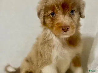 Aussiedoodle dogs for sale: Kissy - Ad 1