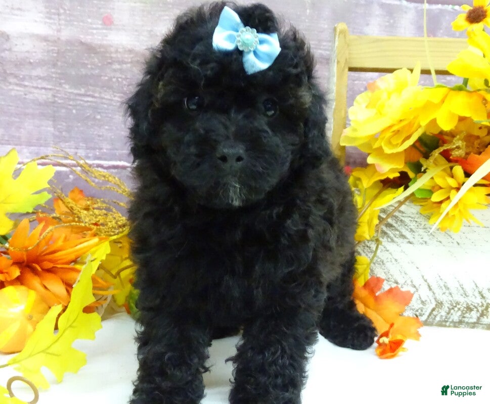 Toy Poodle dogs Standish - Ad 2