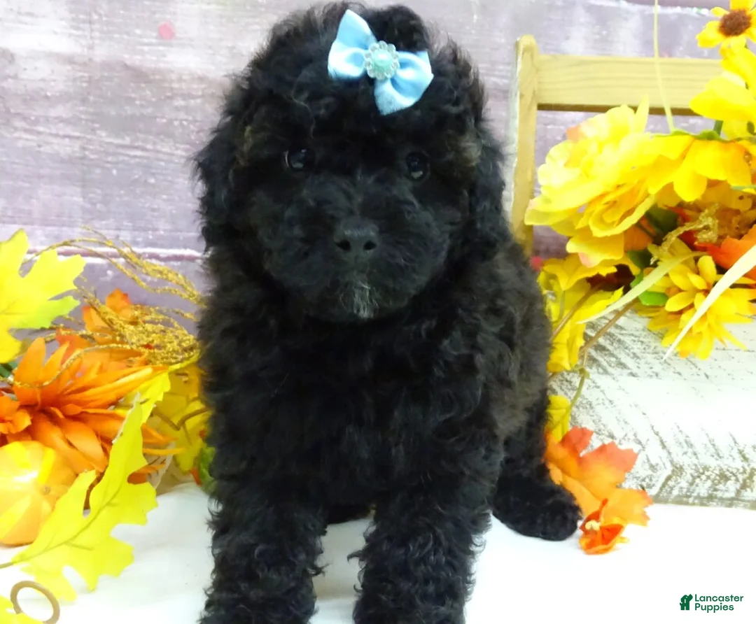 Toy Poodle dogs for sale: Standish - Ad 2