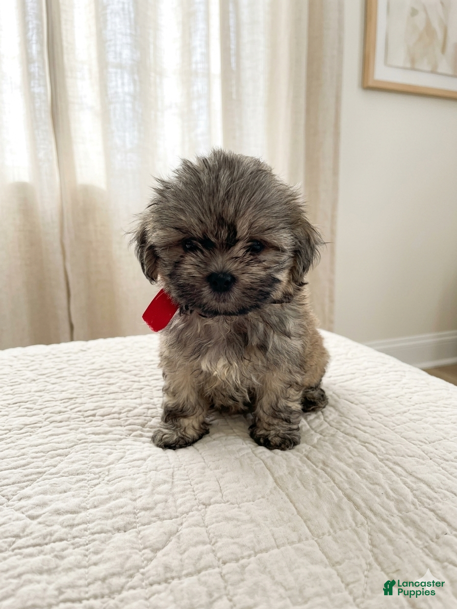 Shih Tzu dogs Shih Tzu 1 - Ad 17