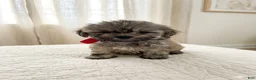 Shih Tzu dogs for sale: Shih Tzu 1 - Ad 1