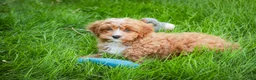 Cavapoo dogs for sale: Herbie - Ad 6
