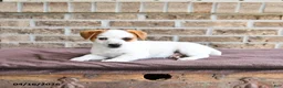 Jack Russell Terrier dogs for sale: Skipper - Ad 2