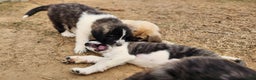 Anatolian Shepherd dogs for sale: Zena 2025 M2 ASD puppy - Ad 7