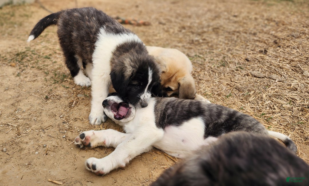 Anatolian Shepherd dogs for sale: Zena 2025 M2 ASD puppy - Ad 7