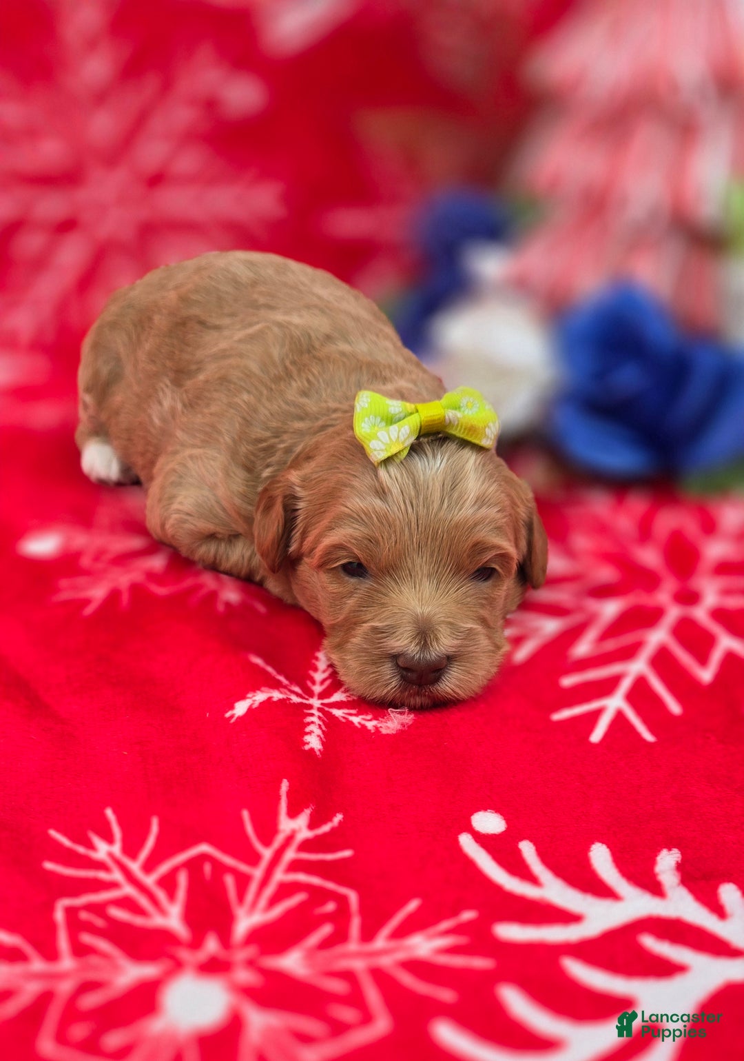 Mini Goldendoodle dogs for sale: Garland - Ad 10
