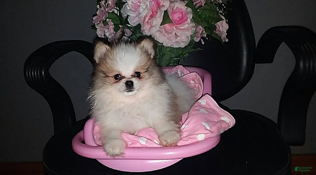 Gallery Image {{count}}