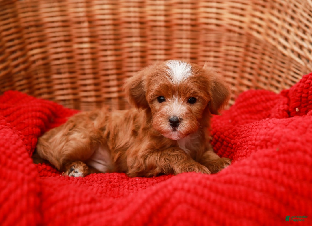 Havapoo dogs for sale: Brody - Ad 4