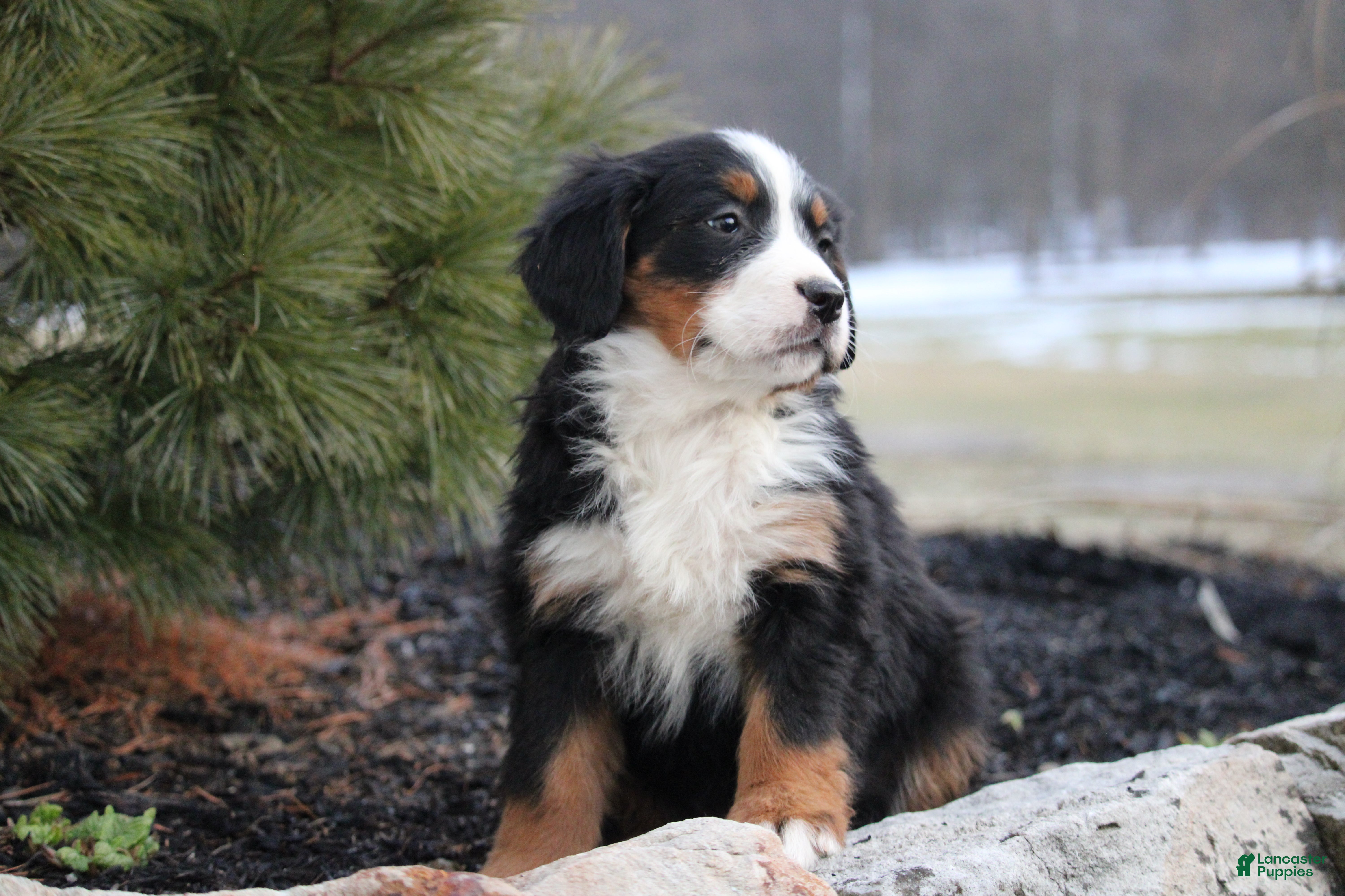 Bernese Mountain Dog dogs for sale: Bernese Mountain Dog Puppy 6 - Ad 2