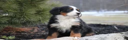 Bernese Mountain Dog dogs for sale: Bernese Mountain Dog Puppy 6 - Ad 1