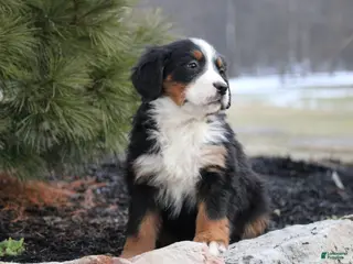 Bernese Mountain Dog dogs Bernese Mountain Dog Puppy 6 - Ad 15