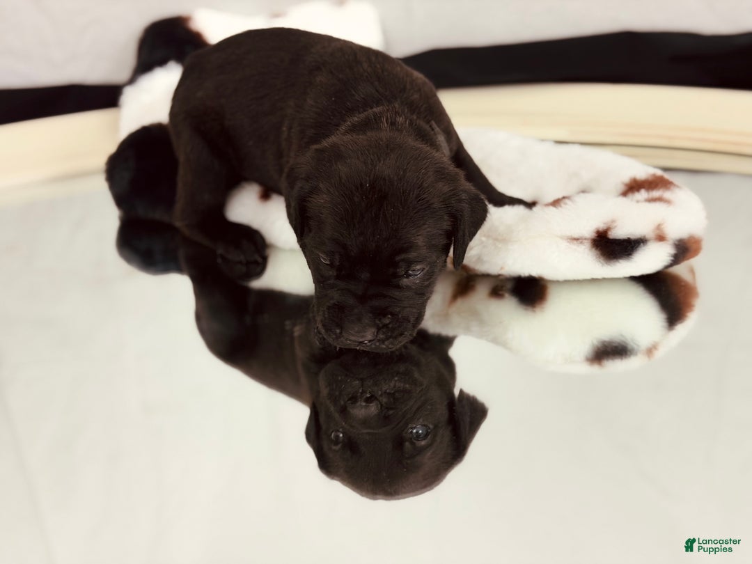 Cane Corso dogs for sale: Athena  - Ad 2