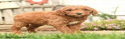 Goldendoodle dogs for sale: Roseyn - Ad 4