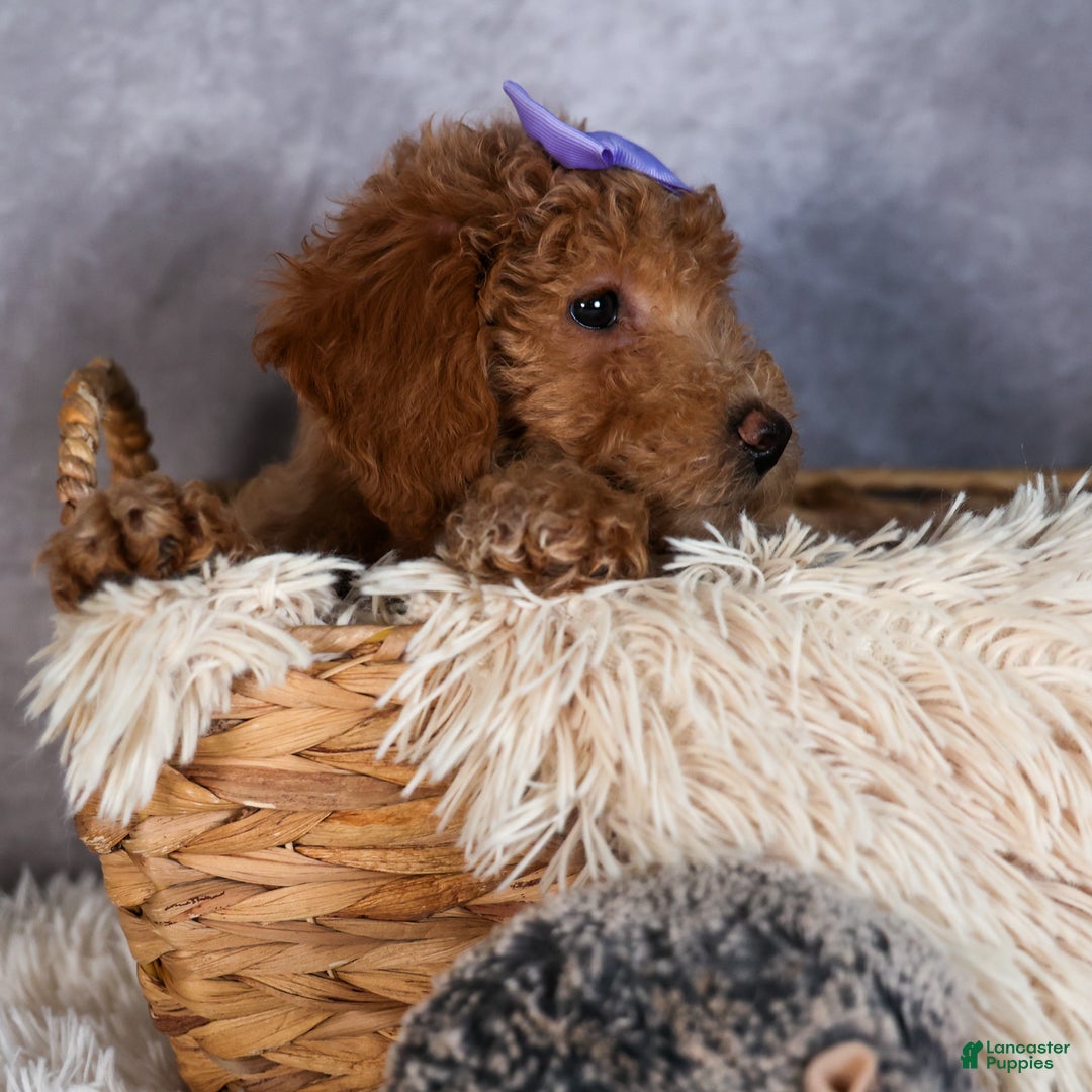 Shihpoo dogs for sale: Evie - Ad 5