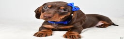 Miniature Dachshund dogs for sale: Kendall - Ad 1