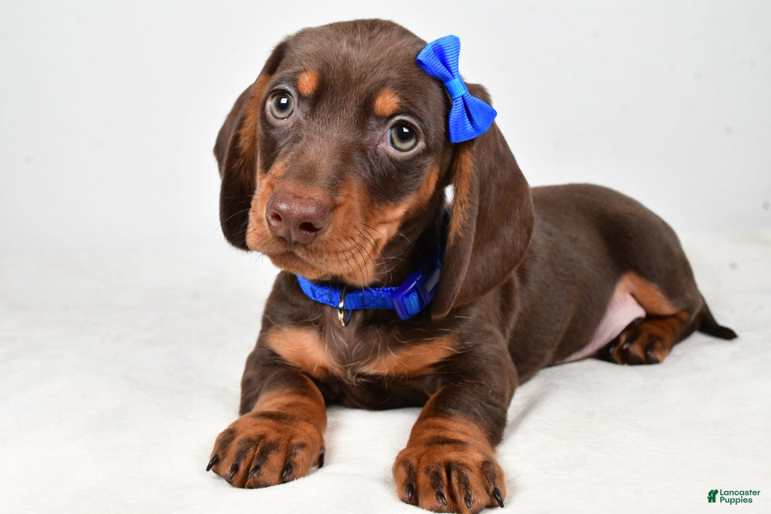 Miniature Dachshund dogs for sale: Kendall - Ad 1