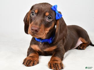 Miniature Dachshund dogs Kendall - Ad 39