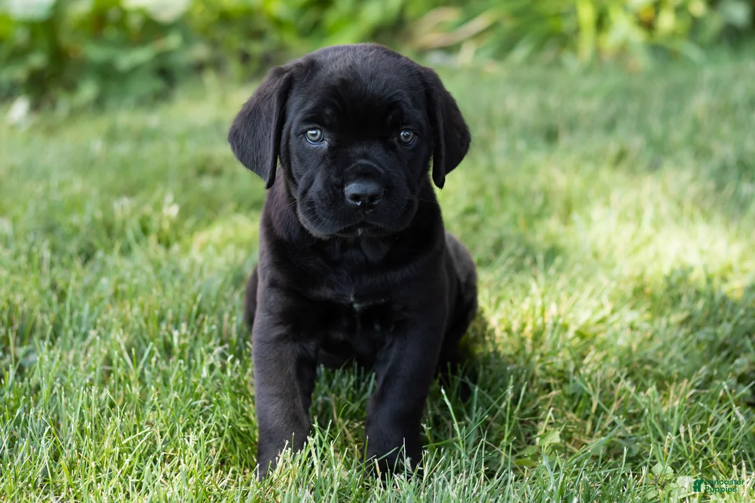 Cane Corso dogs for sale: Hunter - Ad 1