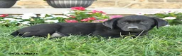 Labrador Retriever dogs for sale: Gino - Ad 3