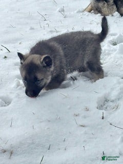 Norwegian Elkhound dogs Baby Girl - Ad 2