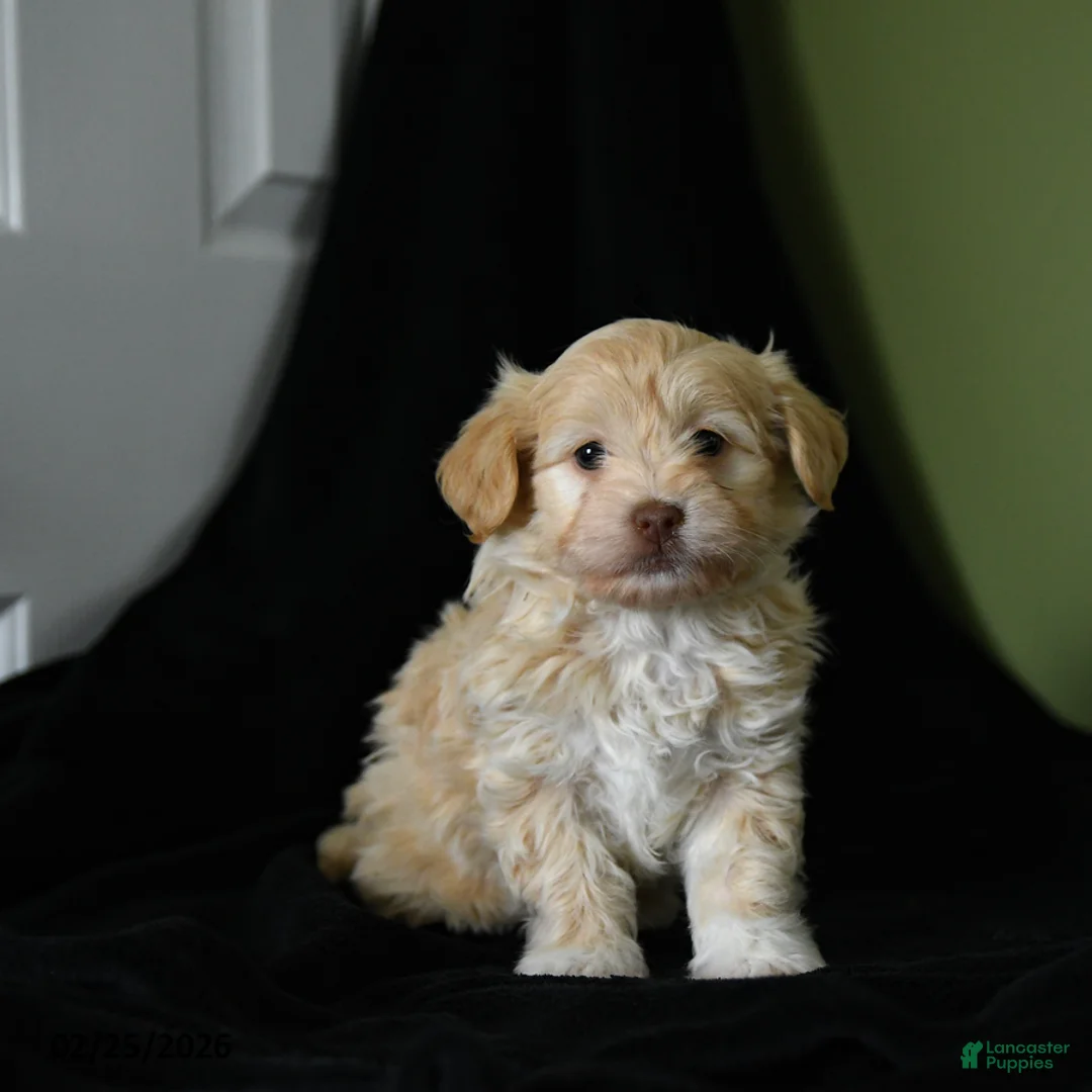 Havanese dogs for sale: Zachary - Ad 1