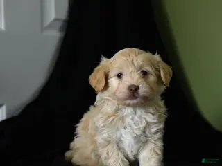 Havanese dogs for sale: Zachary - Ad 2