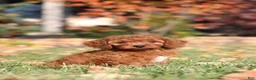 Cavapoo dogs for sale: Pearl - Ad 6