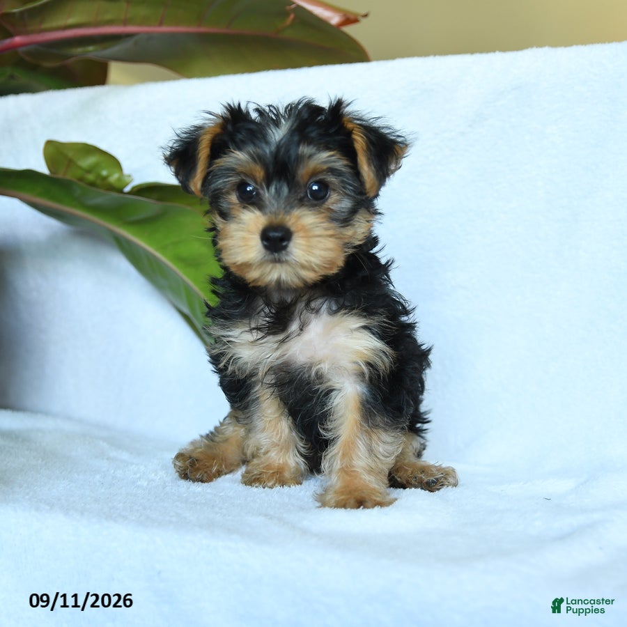 Yorkshire Terrier dogs Avangeline - Ad 1