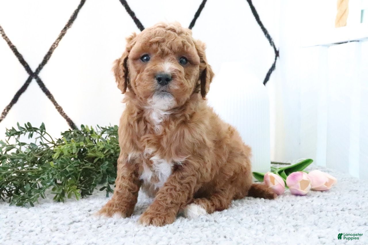 Mini Goldendoodle dogs Riley - Ad 2