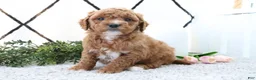 Mini Goldendoodle dogs for sale: Riley - Ad 2