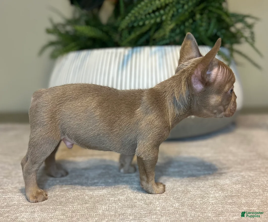 French Bulldog dogs for sale: Benji - Ad 4