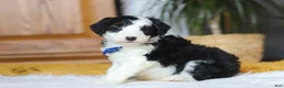 Sheepadoodle dogs for sale: Thumper - Ad 5