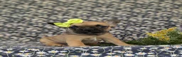 French Bulldog dogs for sale: Rhianna - Ad 3