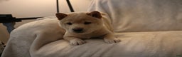 Shiba Inu dogs for sale: Scout  - Ad 9