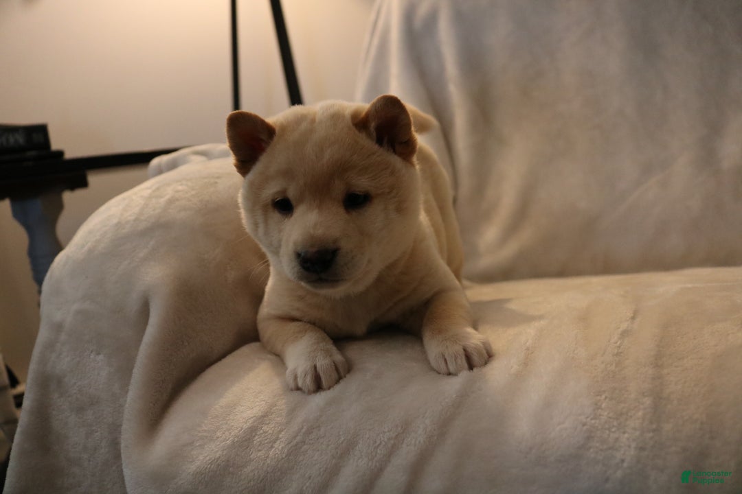 Shiba Inu dogs for sale: Scout  - Ad 9