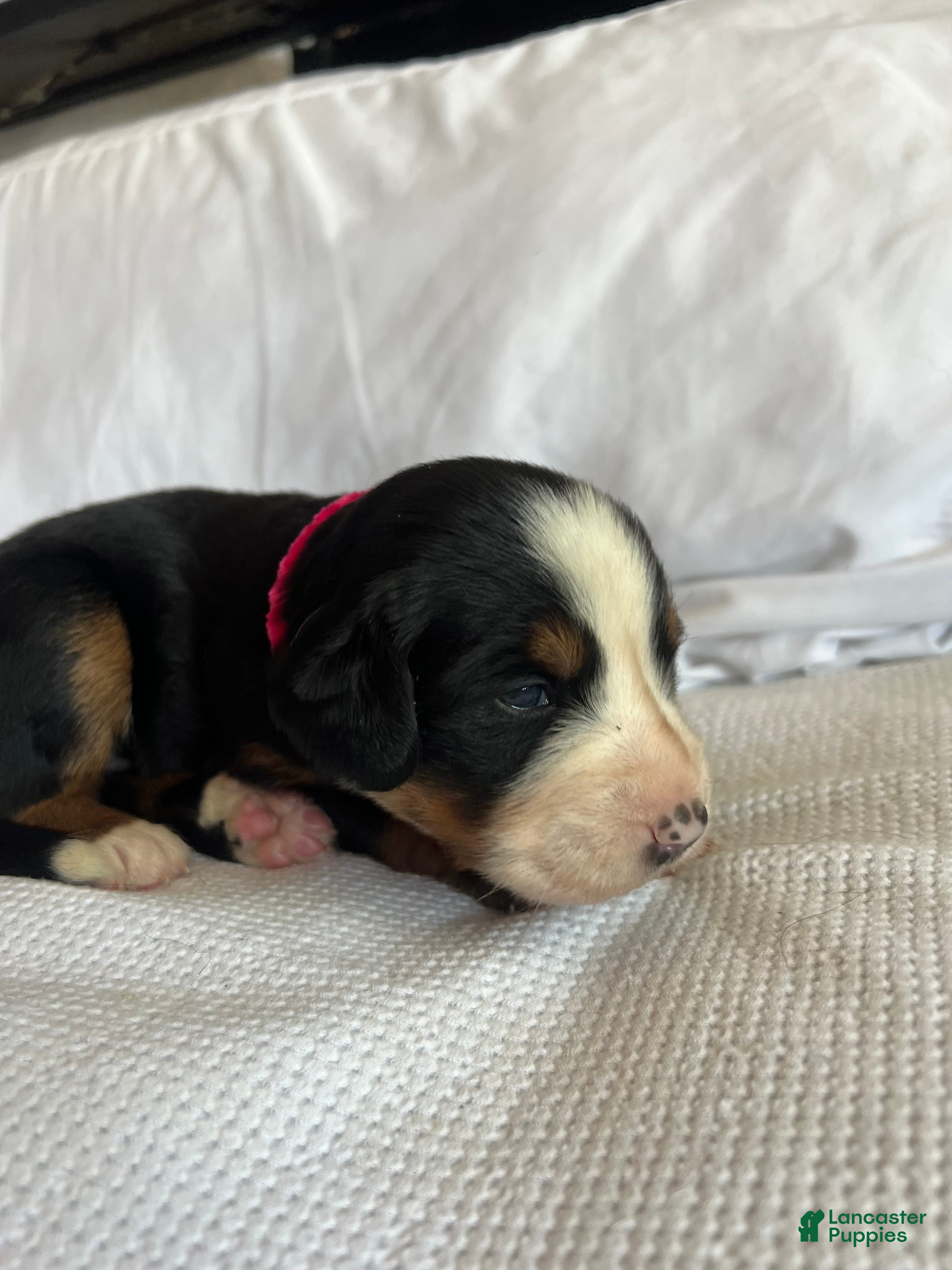 Bernese Mountain Dog dogs Dark Pink Female - Ad 11