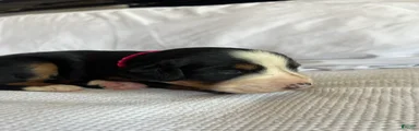 Dark Pink Female