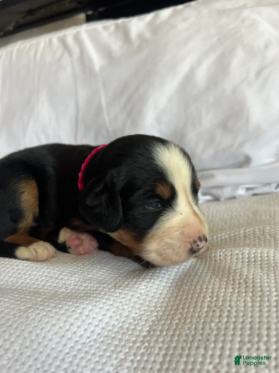Bernese Mountain Dog dogs for sale: Dark Pink Female - Ad 1