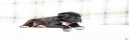 Mixed Breed dogs for sale: Grackle - European Doberdane - Ad 1