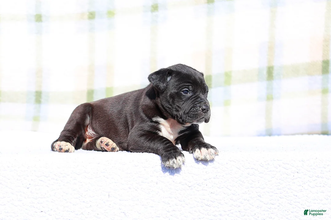 Mixed Breed dogs for sale: Grackle - European Doberdane - Ad 1