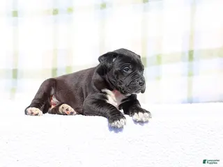 Mixed Breed dogs Grackle - European Doberdane - Ad 4