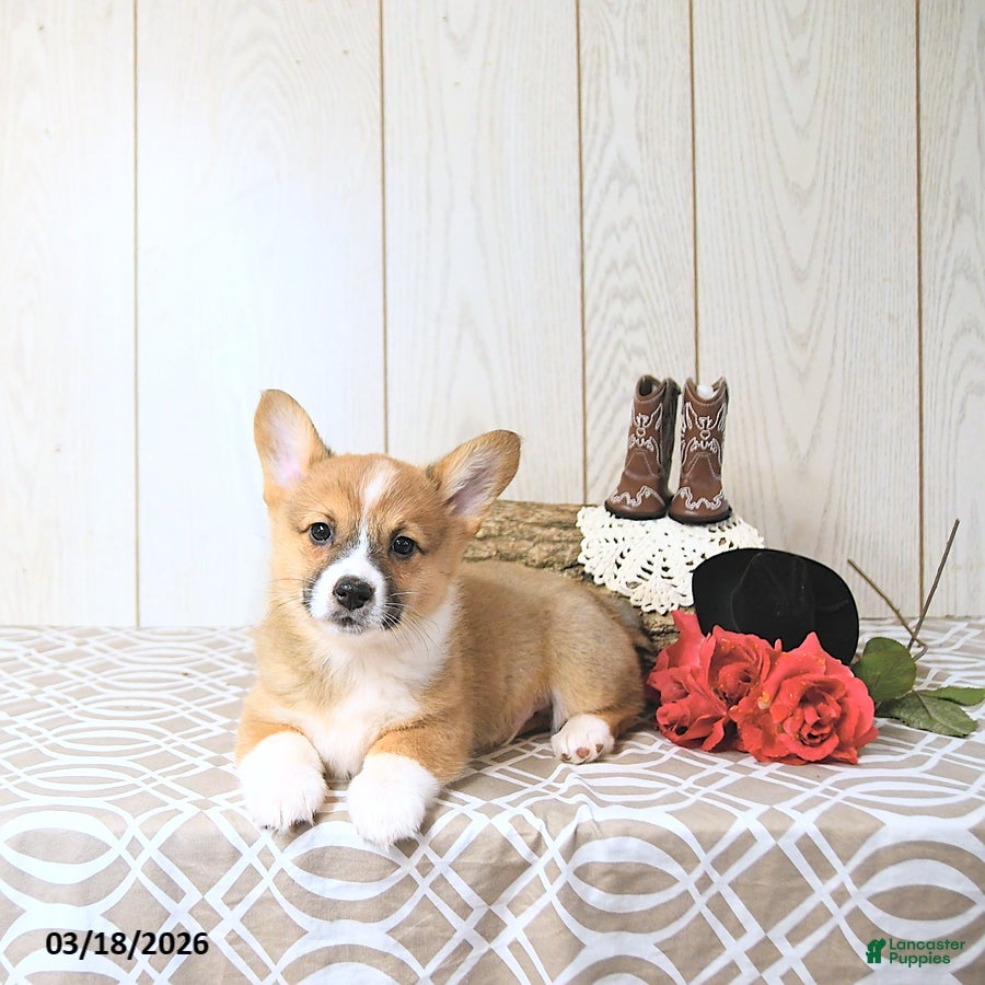 Welsh Corgi Pembroke dogs Bouncer - Ad 2