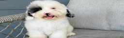 Cavapoo dogs for sale: Blot - Ad 2