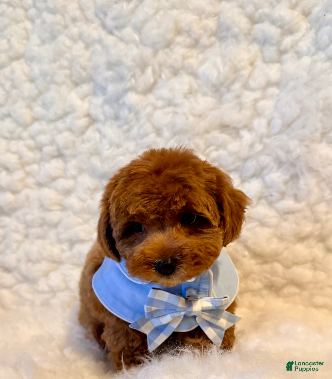 Toy Poodle dogs for sale: Sugar Bear - Ad 5