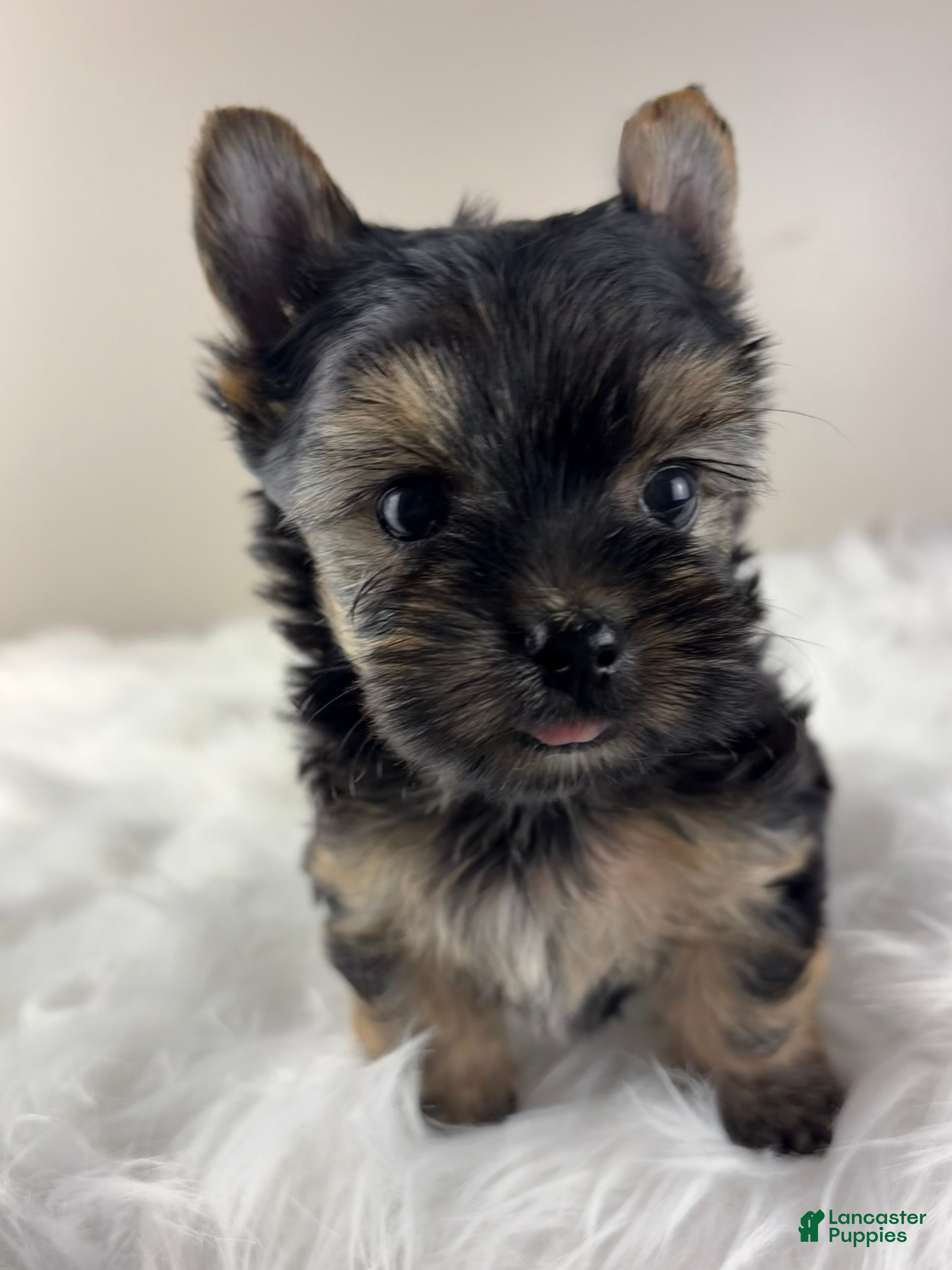 Yorkshire Terrier dogs Axel - Ad 1