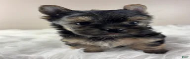 Axel